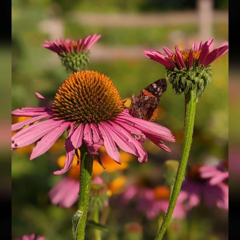Coneflower Seed Packet - Picture 7 of 7